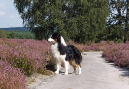homepage_juni_14008003.jpg